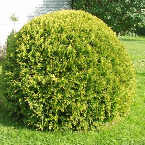 Tuja západná (Thuja occidentalis) ´GOLDEN GLOBE´ - výška 20-30 cm, kont. C3L